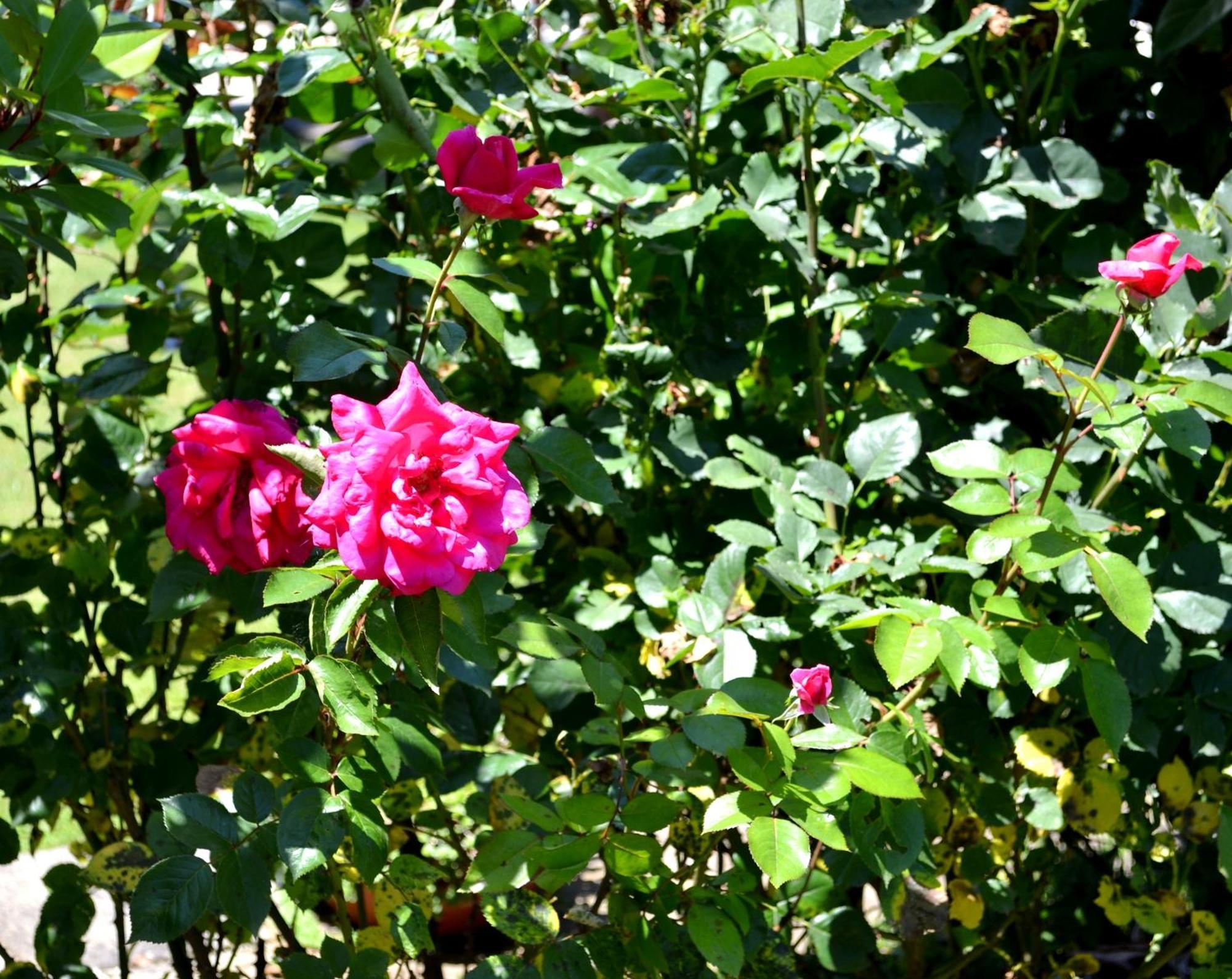 Guest House Diabora Arbanasi Værelse billede